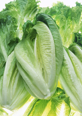 新鮮有機蔬菜、果品、干調、水產品批發,承接食堂配送 - 武漢永潔恒信蔬菜配送 - 主頁