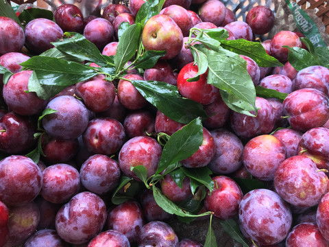 農村西瓜地,蔬菜水果,食品餐飲,攝影素材,匯圖網